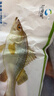 仙泉湖冷冻三去白蕉海鲈鱼700g/袋(2条装)肉厚刺少水产生鲜食材 实拍图
