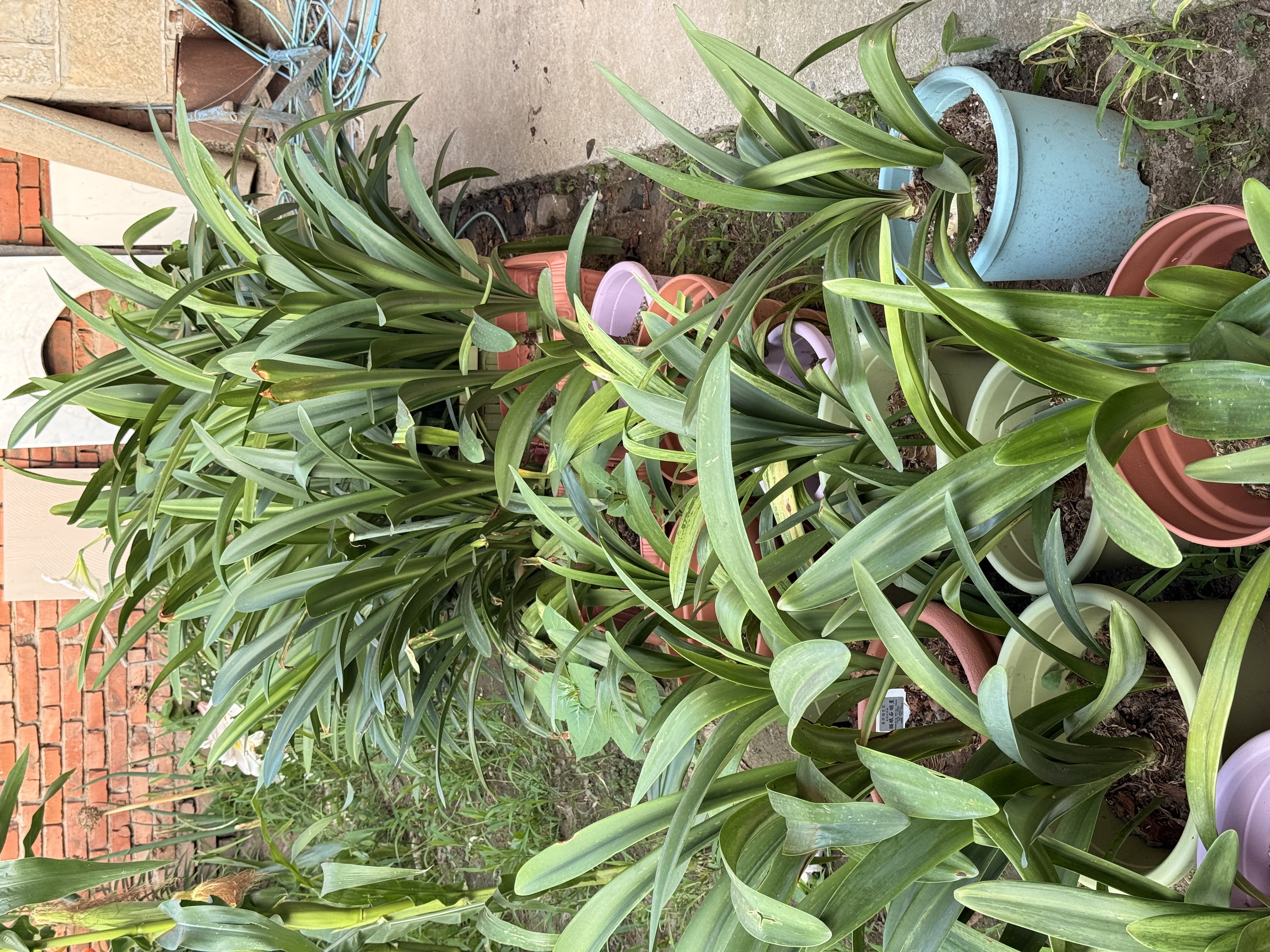 爱丽思（IRIS）种菜盆蔬菜种植箱塑料特大号阳台种菜专用箱神器户外花箱种花菜盆 【2个】(50cm长)绿色 送隔网 实拍图