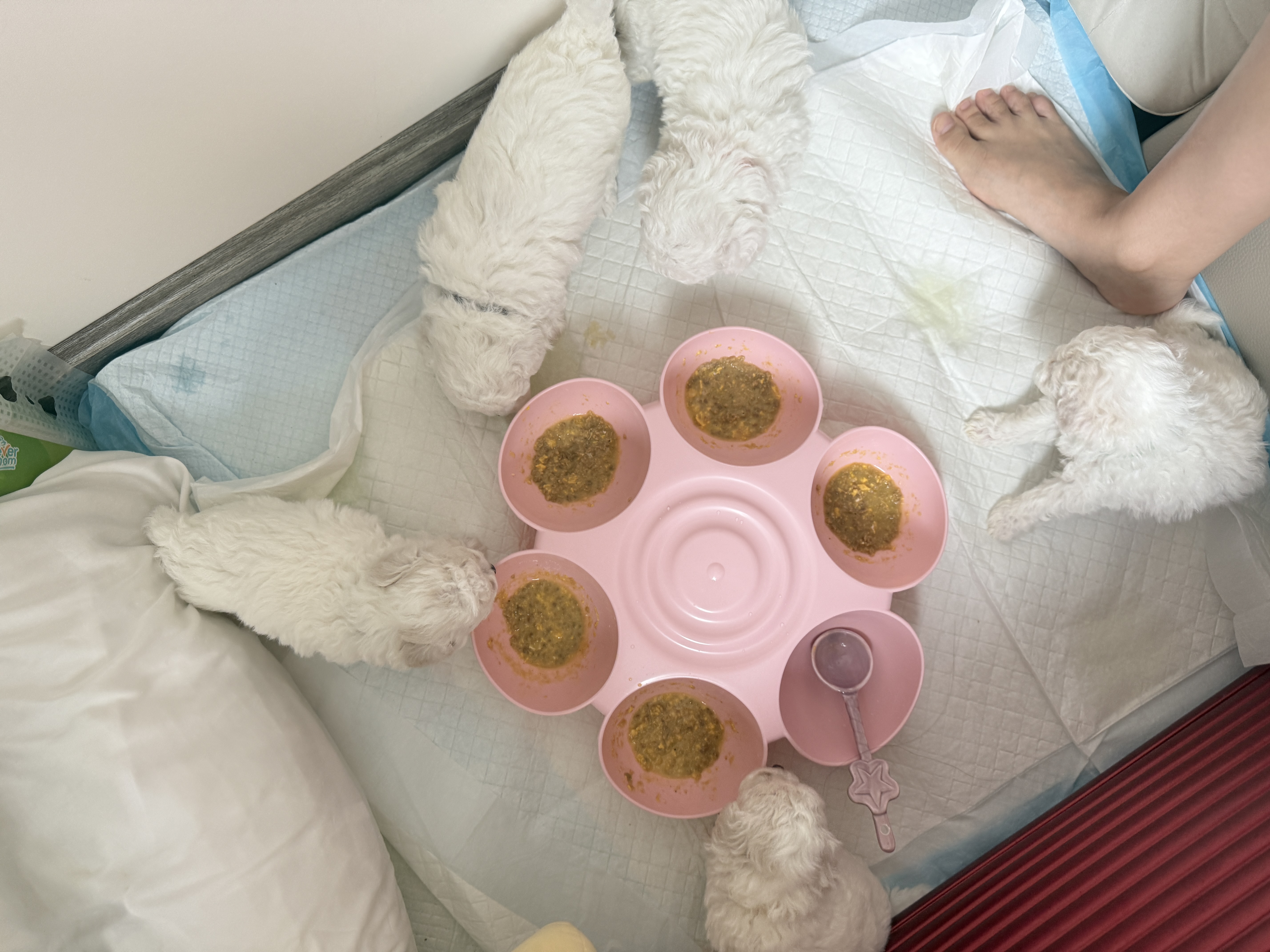 皇家狗粮幼犬奶糕幼犬狗粮宠物小型犬MIS30全价犬粮 ≤2月1KG 实拍图
