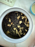 一杯香茶叶茉莉花茶飘雪横县浓香型特级250g2026新茶茉莉绿茶自己喝散装 实拍图