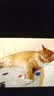 伟嘉猫粮成猫全价猫粮亮毛蓝猫均衡营养10kg海洋鱼夹心粮【原料透明】 实拍图