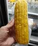 佳农内蒙黄糯玉米棒8袋*220g 真空锁鲜 源头直发 包邮 生鲜礼盒 实拍图