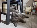 鲜朗主食罐猫咪营养蓝猫英短暹罗幼猫成猫替代主粮全价湿粮猫罐头 混合口味5盒【100g*30罐】 实拍图