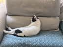 豆柴（docile）冻干三拼成猫粮无谷天然全价粮有益菌支持肠道健康猫主粮6kg  实拍图