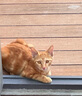 雷米高（RAMICAL）澳丽得 猫粮蓝猫英短主粮幼猫成猫海洋鱼味全价猫粮试吃500g 1斤 实拍图
