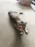 麦富迪猫粮 超肉粒冻干双拼幼猫粮免疫护肠胃 三文鱼2kg 实拍图