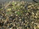 疯狂水草溪流鹅卵石5斤天然溪流石鱼缸专用底砂溪流缸造景石装饰溪流沙 实拍图
