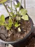 德沃多植物营养土通用3L组合园艺养花土种菜土壤盆栽多肉绿植 实拍图