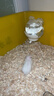 CARNO PET PRODUCTS卡诺nono仓鼠磁吸水壶金丝熊饮水器荷兰猪花枝鼠豚鼠喂水器220ML 实拍图