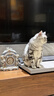 卫仕（NOURSE）猫多维魔方冻干猫咪日常所需复合维生素营养乳铁蛋白高免营养片 基础款猫多维240片*2瓶 实拍图