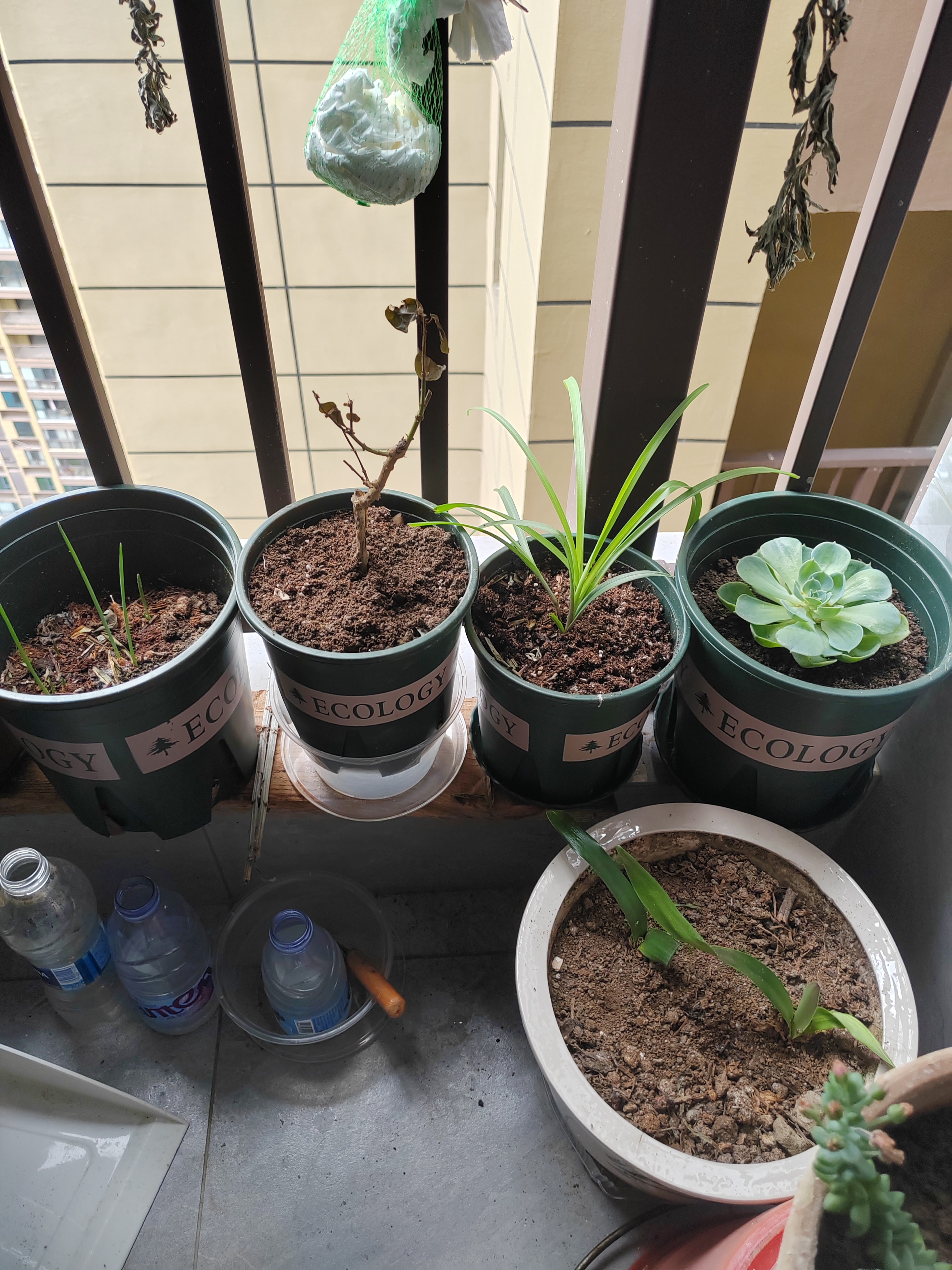九千谷加仑花盆 高1.5加仑加厚圆形树脂控根加仑盆20*20cm 3个装5075 实拍图
