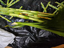 苏沥富贵竹水培植物绿植室内盆栽客厅招财粗杆带根水养节节高特级竹子 富贵竹 【买10送10】特级富贵竹65-76cm【20颗】 实拍图