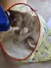 欢宠网猫玩具猫咪猫隧道彩虹钻洞袋子迷宫通道逗猫自嗨神器解闷猫猫小猫 实拍图