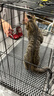 憨憨宠猫笼折叠猫笼子大号猫别墅加粗加密双层猫舍猫窝宠物猫咪用品家用 黑色 600双层 实拍图