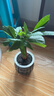 绿有意绿植盆栽桌面水培绿植办公室植物懒人好养盆景水养植物 发财树（灰色南瓜自动吸水盆） 含盆 实拍图