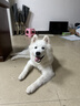 普安特宠物狗狗驱虫药犬驱虫体内外一体跳蚤犬虱非泼罗尼爱滴克 实拍图