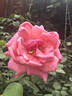 妙洁厚致铝箔30cm*15米*3盒  烘培烧烤烤箱空气炸锅烤盘锡纸 实拍图