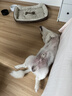 京东京造 狗粮中小型犬粮鲜肉无谷2kg全价狗粮平价成幼犬中华泰迪比熊博美 实拍图