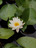 飞利浦（PHILIPS）LED吸顶灯灯芯24W白光6500K高显色节能灯盘贴片磁吸改造替换光源灯板模组（直径190mm） 实拍图