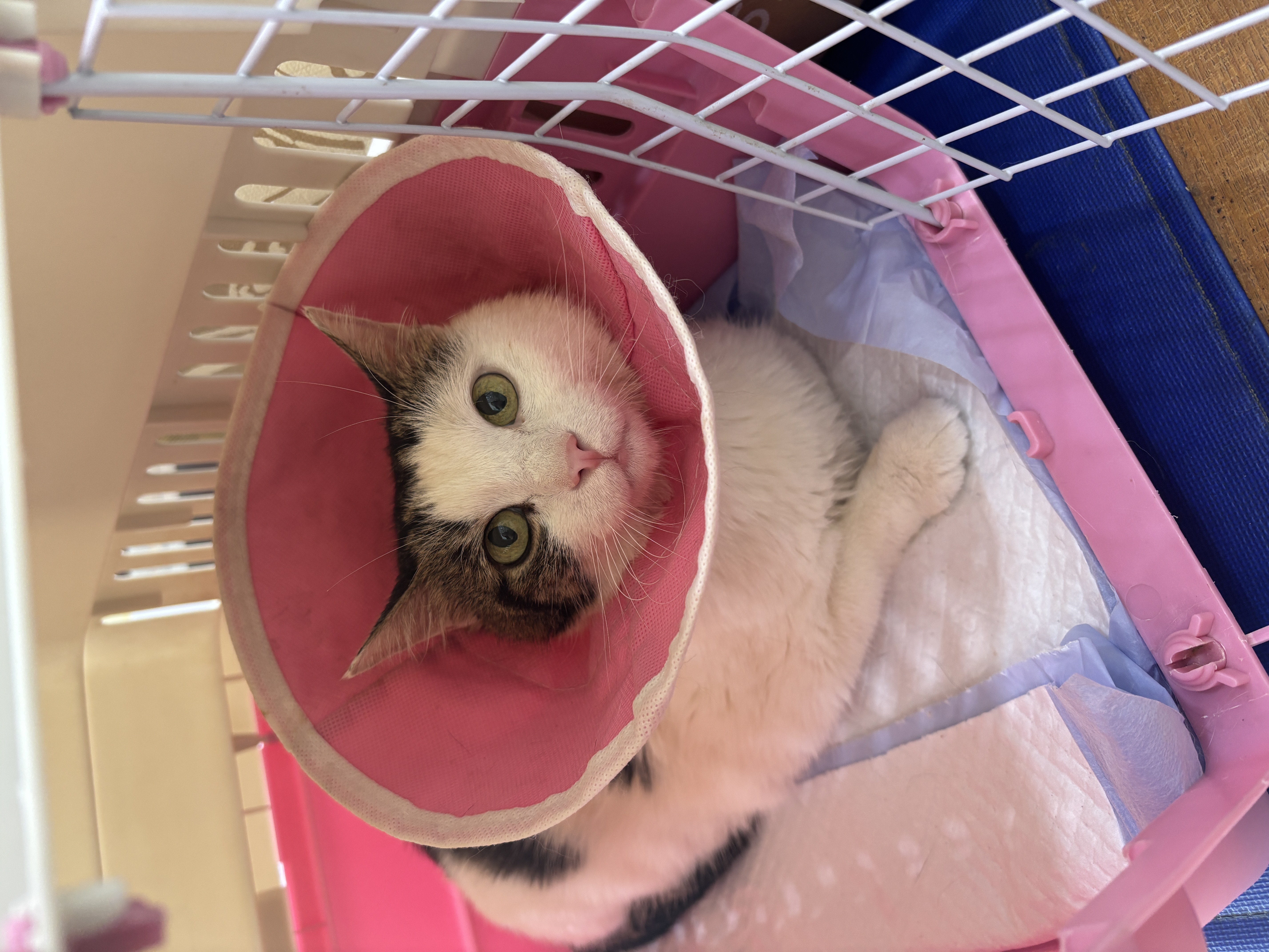 泰淘气猫咪狗狗宠物益生菌调理肠胃呕吐软便拉稀腹泻拉肚子专用1g*30袋 实拍图