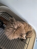 HELLOJOY狗厕所中型小型犬专用防踩屎便盆尿尿盆非不锈钢大小便神器狗砂盆 实拍图