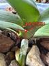花沃里控根花盆带托盘 防烂根透气蝴蝶兰花盆栽种菜多肉塑料盆14口径3个 实拍图