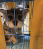 皇家狗粮 幼犬狗粮 宠物 小型犬 MIJ31 全价犬粮 2-10月 2KG 实拍图