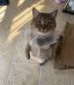 憨憨乐园猫玩具吱吱鼠猫咪自嗨解闷神器逗猫幼猫小猫玩具逗猫棒老鼠玩具 实拍图