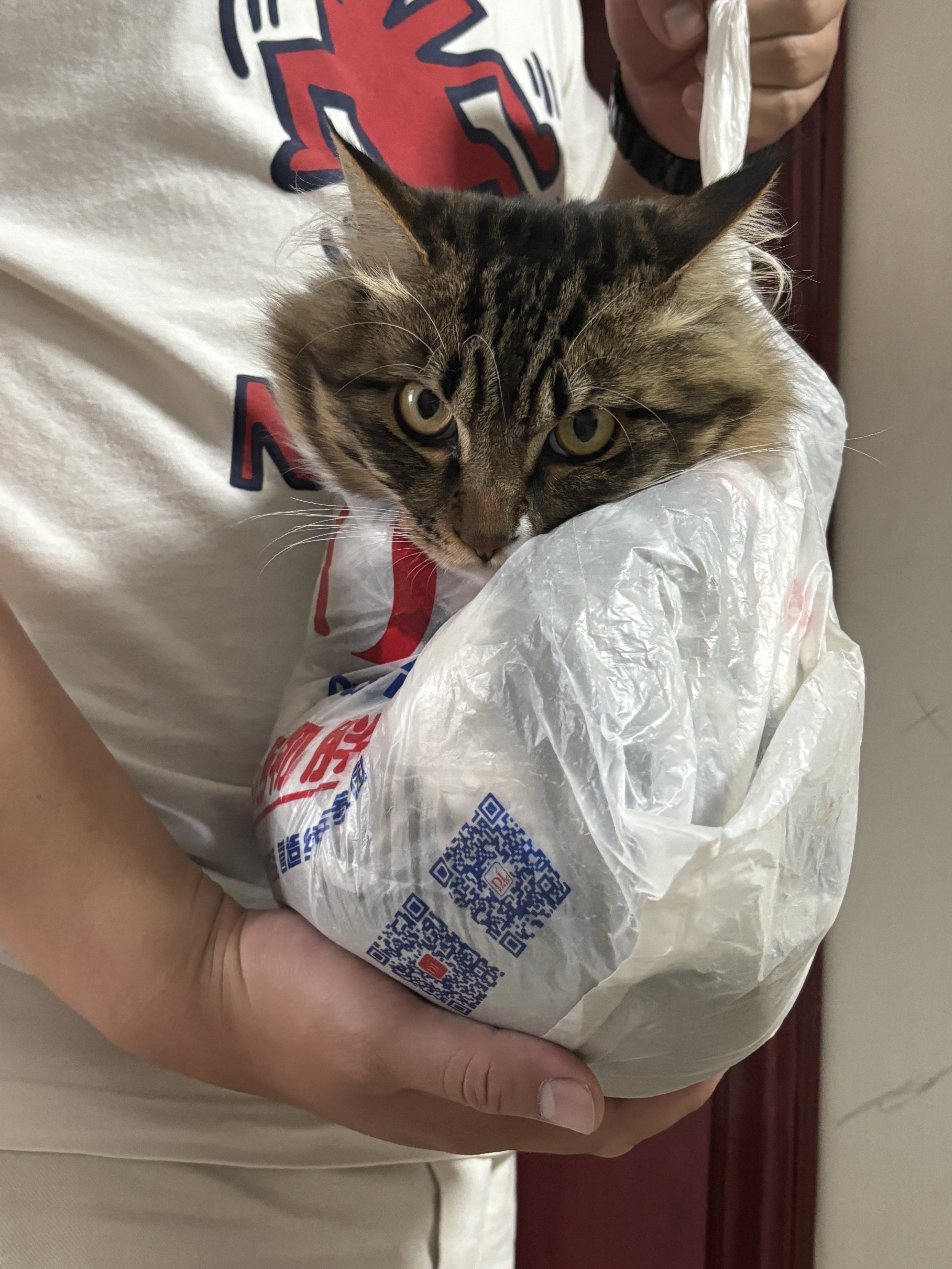 pidan猫砂 天然钠基球型猫砂2.4kg*4包 球型膨润土砂京东自营 实拍图