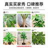 京东绿植发财树大型盆栽客厅室内真绿植办公室开业送礼独杆招财树源头直发 实拍图