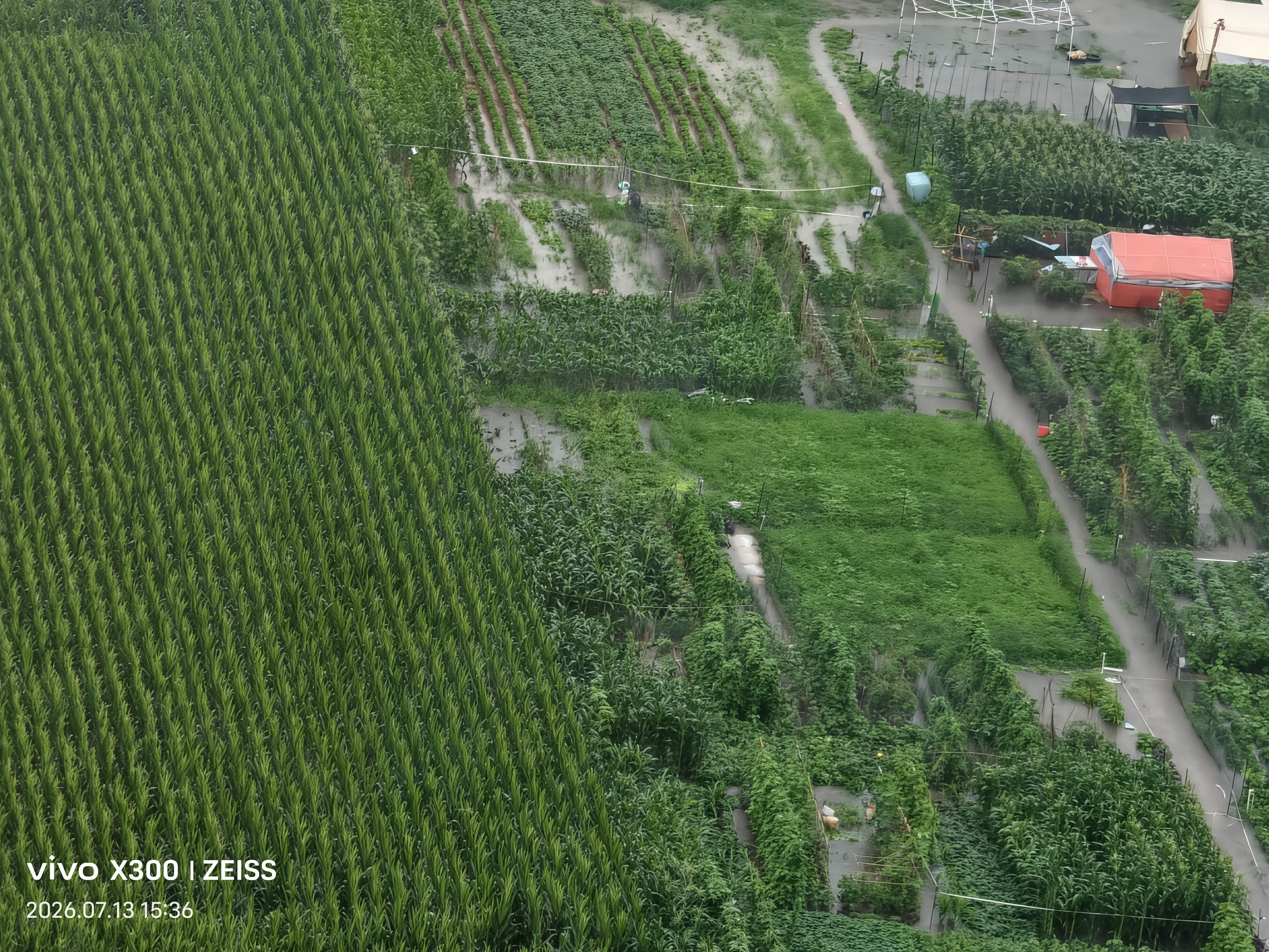 山山急入住增强型活性炭新房汽车除醛去味母婴安全除醛炭包急入住4KG 实拍图