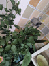 果汁阳台月季花苗四季开花卉盆栽绿植物室内花易活玫瑰带花苞庭院 蓝色阴雨【大花浓香，月月开分枝多】 【带花苞】【盆口径15cm】原盆冠25高35 实拍图