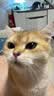 光多拉猫咪玩具五角星捕猎罩1200毫安时自动幼猫转盘逗猫棒宠物自嗨玩具 实拍图