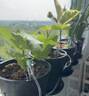 九千谷智能自动浇花机懒人浇花定时神器盆栽园林绿植喷洒滴灌滴水器9897 实拍图