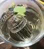梦庭 304不锈钢茶仓 泡茶球茶叶过滤网泡茶过滤器茶漏球茶壶内胆 实拍图