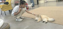 麦富迪狗粮 无谷牛肉双拼狗粮成犬 小型犬中大型犬通用10kg/20斤 实拍图