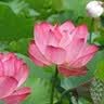 方家铺子中华老字号 湘潭磨皮通芯白莲子100g 中大号甜汤百合桂圆银耳羹 实拍图