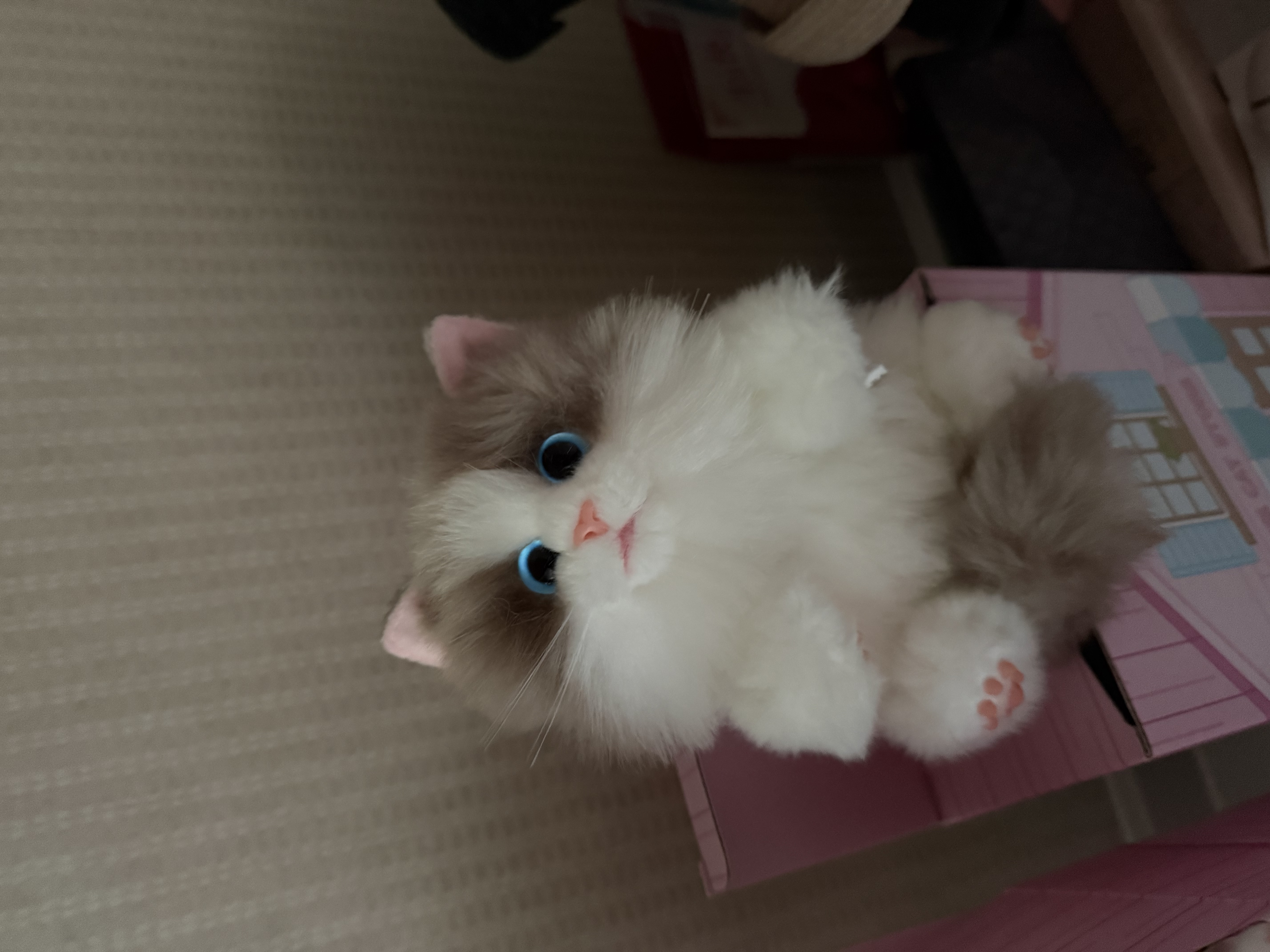 麦扣羊仿真猫咪玩偶毛绒挂件钥匙扣情侣挂件玩偶小礼品送女友生日礼物 布偶猫小挂件 赠-精美礼盒+代写贺卡 实拍图