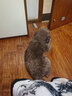 宝路狗粮 成犬狗粮中大中小型犬 全价狗粮牛肉味1.8kg 实拍图