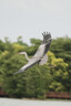索尼（SONY）E 70-350mm F4.5-6.3 G OSS APS-C画幅超远摄变焦G镜头 SEL70350G 实拍图