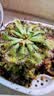 捕蝇草盆栽猪笼草食虫植物夏季驱蚊食虫捕虫室内趣味绿植 锦地罗茅膏菜 赠吸水盆栽好发货 实拍图