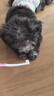 KONOKO宠物猫咪狗狗益生菌牙刷牙膏套装可食用口炎口臭牙结石口腔清洁 实拍图