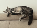 皇家k36猫粮4.5kg+pidan经典混合豆腐猫砂2.4kg*4包 超值组合套装 实拍图
