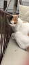 KONOKO宠物除臭剂猫咪猫砂抑菌除螨去尿味狗狗除臭喷雾臭味生物酶分解剂 实拍图
