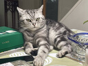 艾禾美（ARM&HAMMER）铁锤美国进口除臭粉猫砂伴侣去猫尿味小苏打除臭剂颗粒567g 实拍图