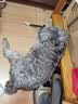 猫条猫咪零食成猫湿粮营养条幼猫猫零食猫罐头新鲜即食猫粮猫主食 牛肉味（80%鲜肉含量） 10只 实拍图