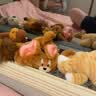 猫和老鼠（Tom and Jerry）毛绒玩偶可爱毛绒玩具娃娃生日送女生礼物送女友摆桌面 实拍图