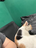 皇家泌尿道处方猫粮LP34稀释尿液溶解鸟粪石成猫全价处方粮配方粮6KG 实拍图