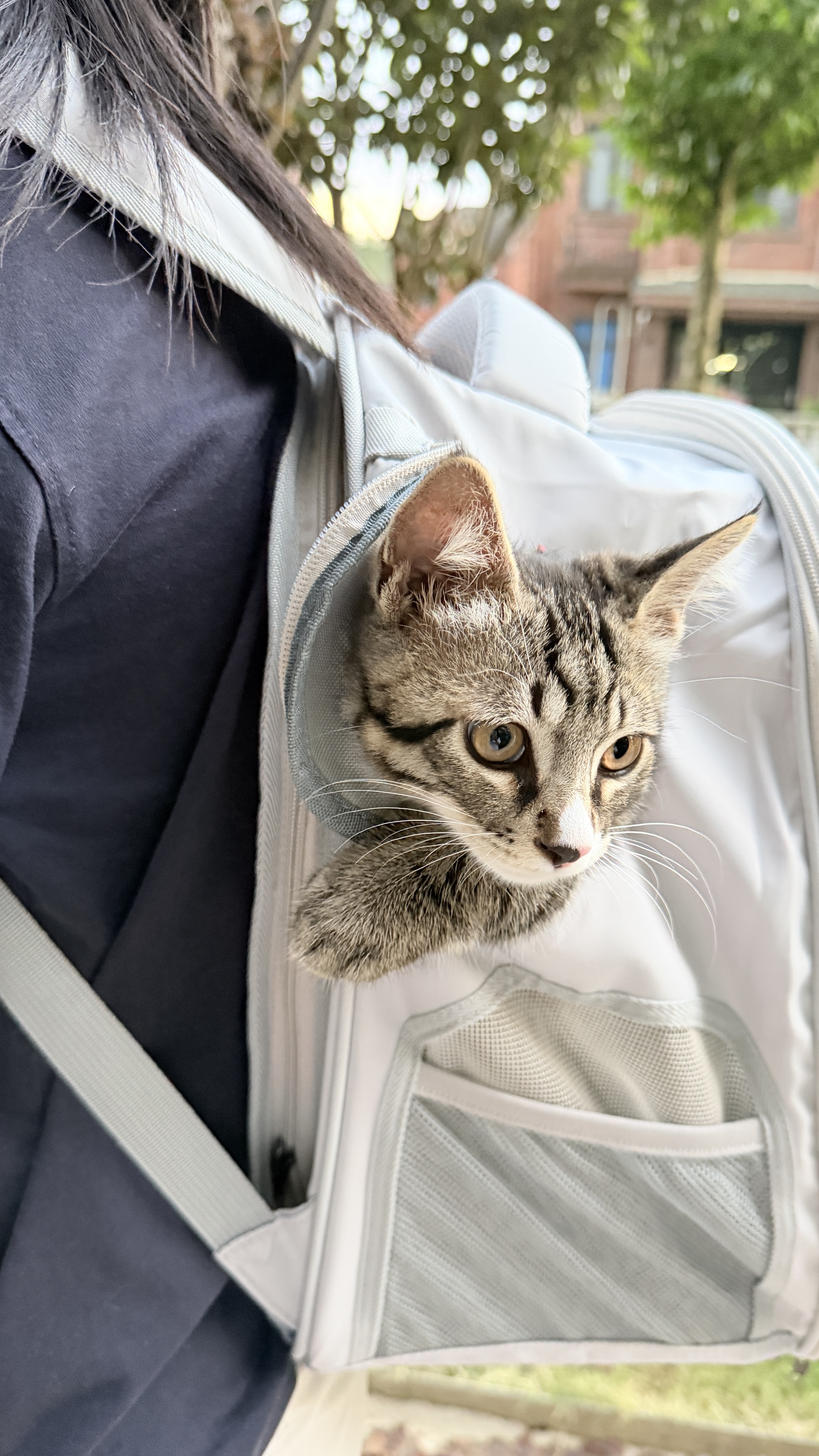 DO DO PET宠物背包猫包外出便携宠物包太空舱猫咪小狗透气双肩包包书包大号 灰色(拓展款-可变帐篷)【京东送货上门】 建议12斤内猫咪，8斤内狗狗使用 实拍图