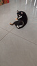 伯纳天纯狗粮小型犬粮生鲜升级款鸭肉梨狗粮泰迪比熊成犬幼犬粮2.5kg/5斤 实拍图